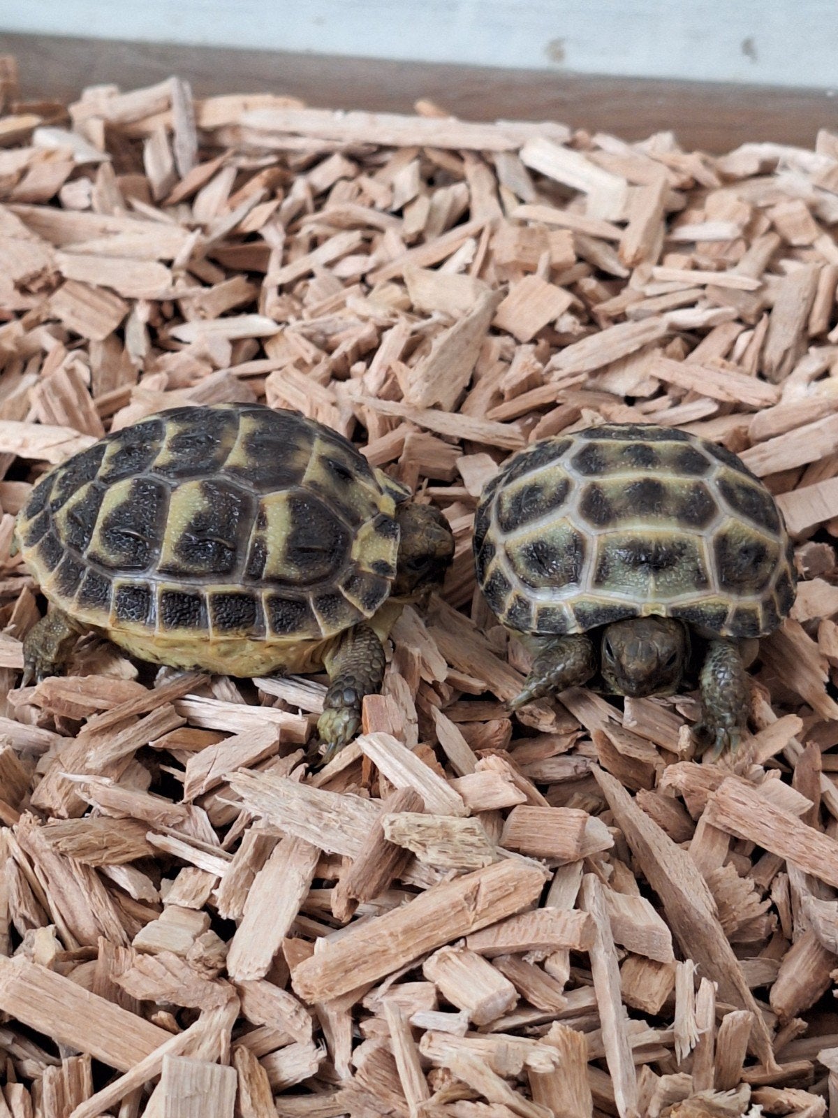 2 jonge landschildpadden inclusief terrarium, Dieren en Toebehoren, Schildpad, 0 tot 2 jaar