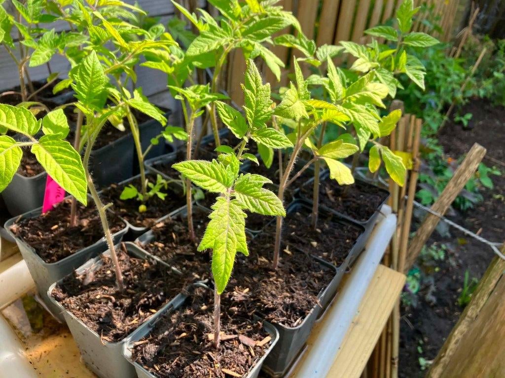 Saint Pierre tomaten, Tuin en Terras, Planten | Tuinplanten, Volle zon, Eenjarig, Zomer, Ophalen
