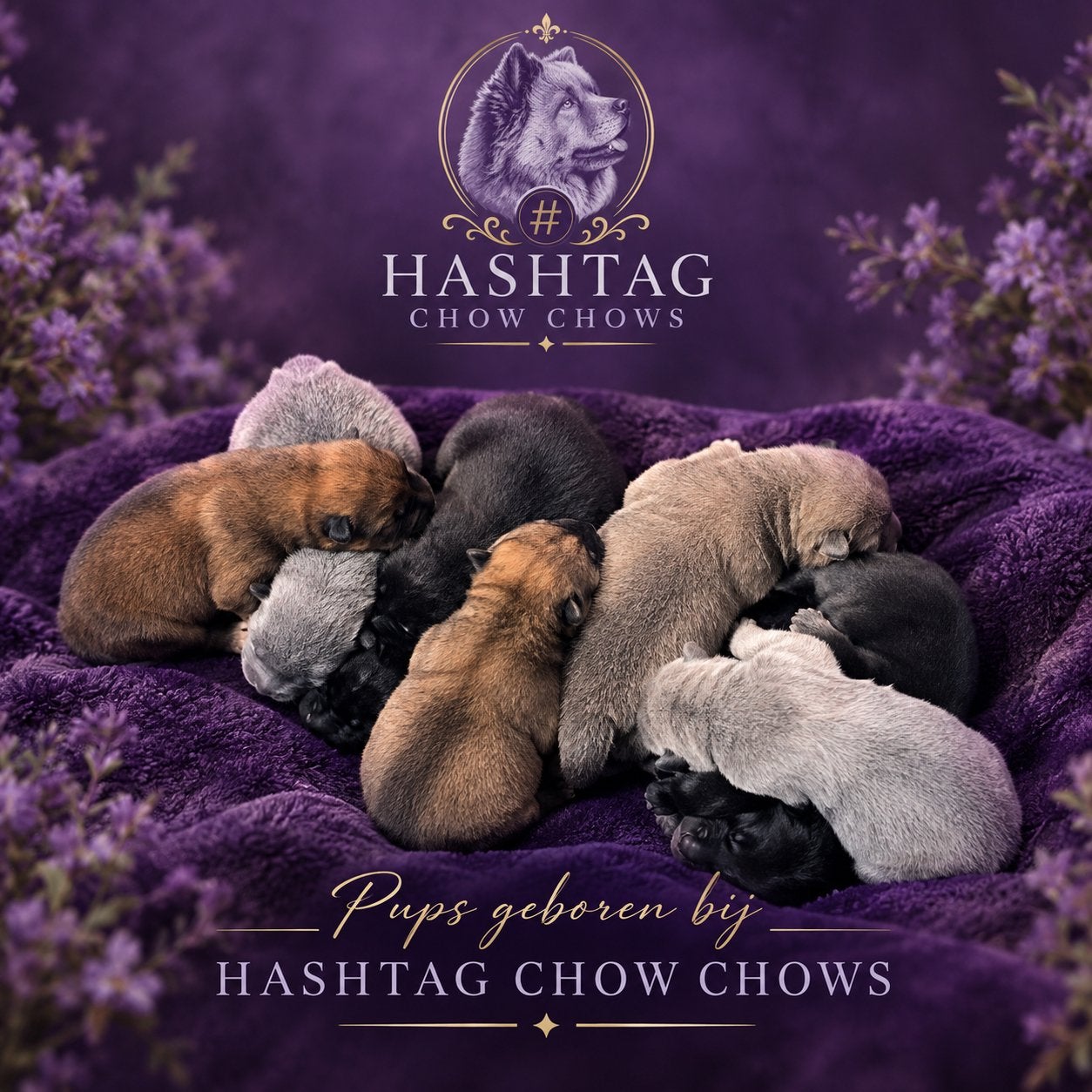 Chow Chow pups, Overige rassen, 8 tot 15 weken, CDV (hondenziekte), Meerdere