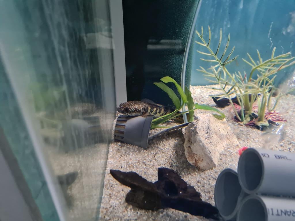Channa Aurantimaculata, Slangenkopvis, Vis, Zoetwatervis