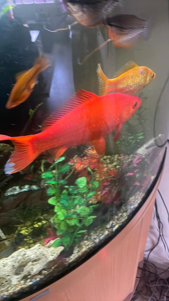 Grote goudkooikarper (goudvis), Dieren en Toebehoren, Vissen | Aquariumvissen, Vis, Zoetwatervis