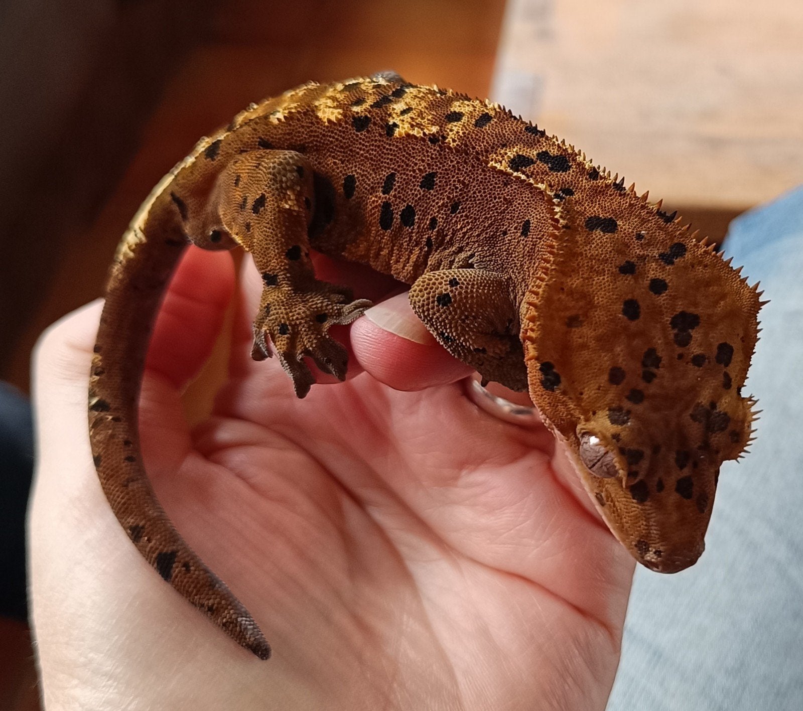 Wimpergekko inktspot superdalmatian, Hagedis, 0 tot 2 jaar