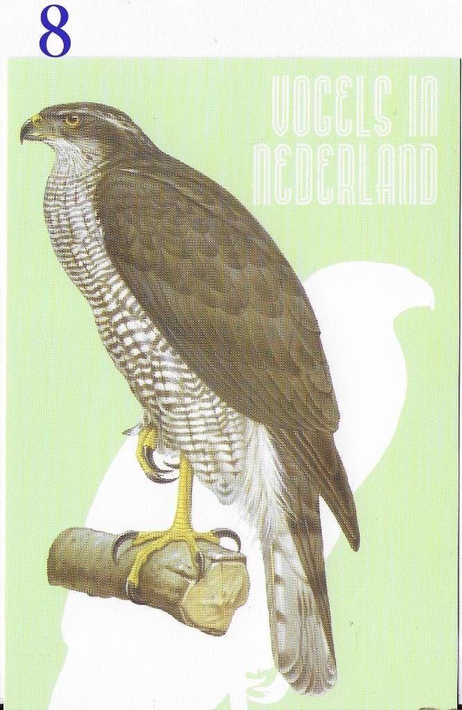 Ansichtkaart Vogels in Nederland Havik Roofvogel ( B3934), Verzamelen, Ophalen of Verzenden, 1980 tot heden, Ongelopen, Vogel