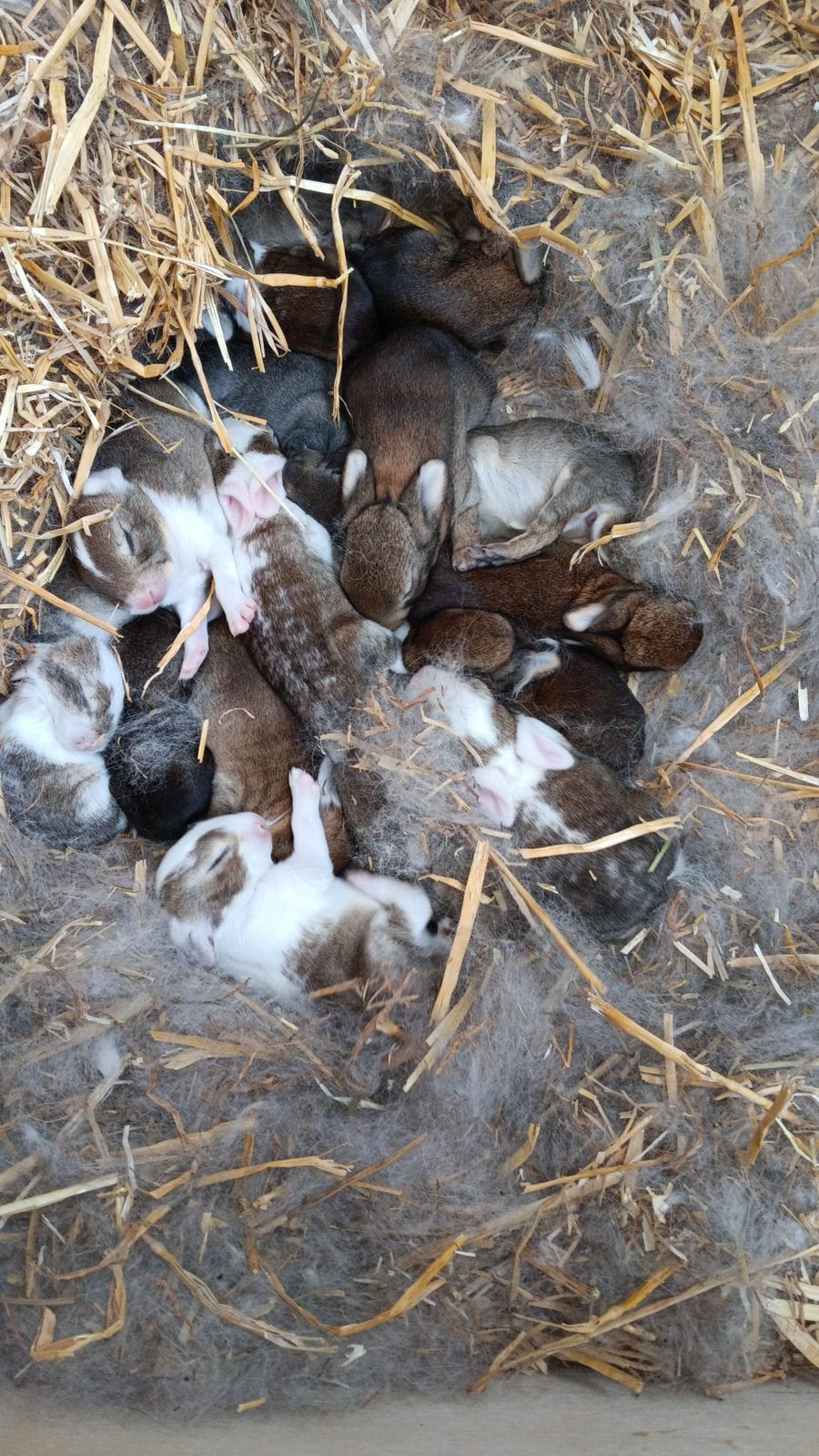 Vlaamse reus jongen, Meerdere dieren, Groot, 0 tot 2 jaar