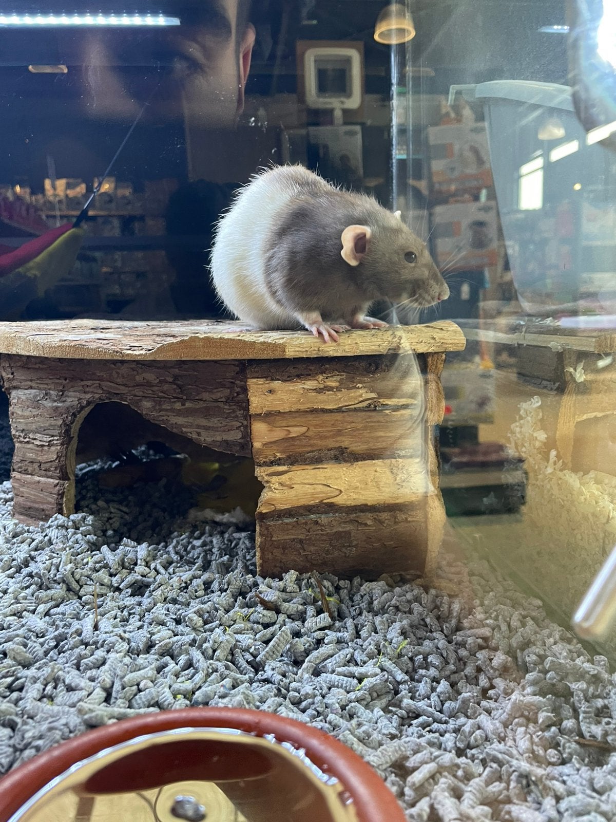 2 tamme dumbo ratjes, Dieren en Toebehoren, Knaagdieren, Rat, Vrouwelijk, Januari, Tam