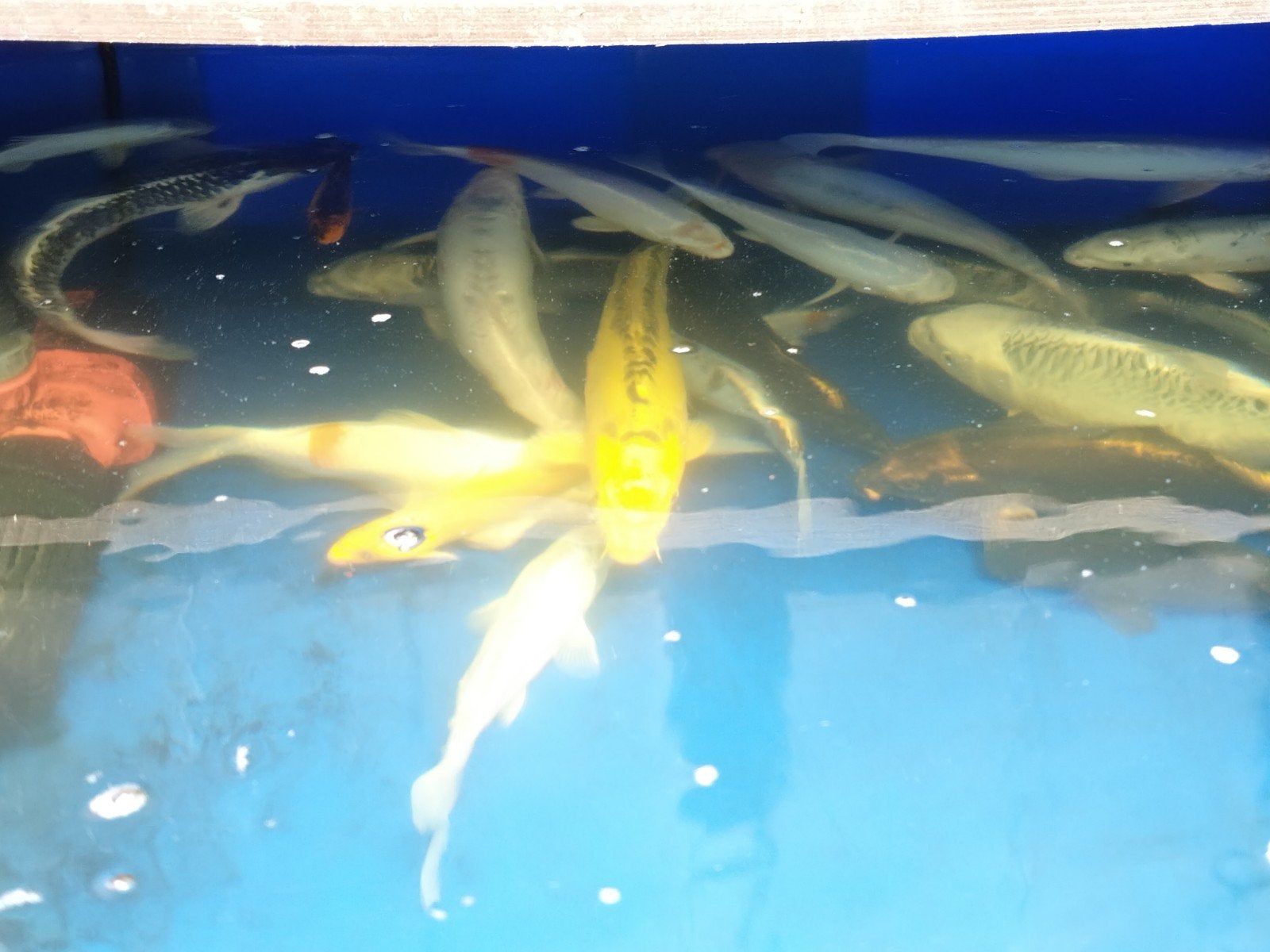 Koi,s, Dieren en Toebehoren, Vissen | Vijvervissen, Karper of Koi