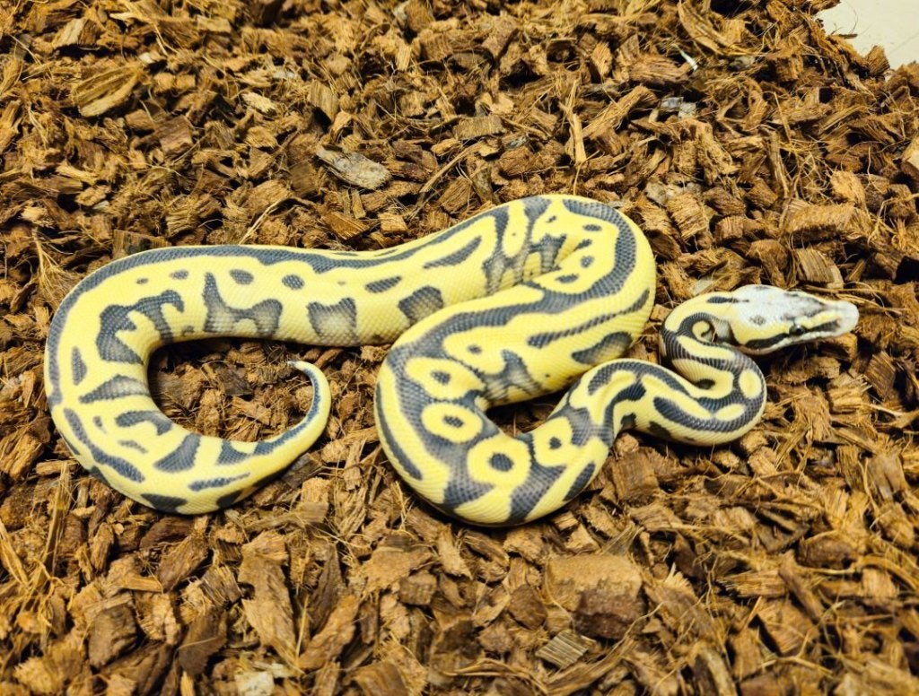 1.0 Enchi Leopard Pastel Desert Ghost PH Amur, Dieren en Toebehoren, Reptielen en Amfibieën, Slang, 0 tot 2 jaar