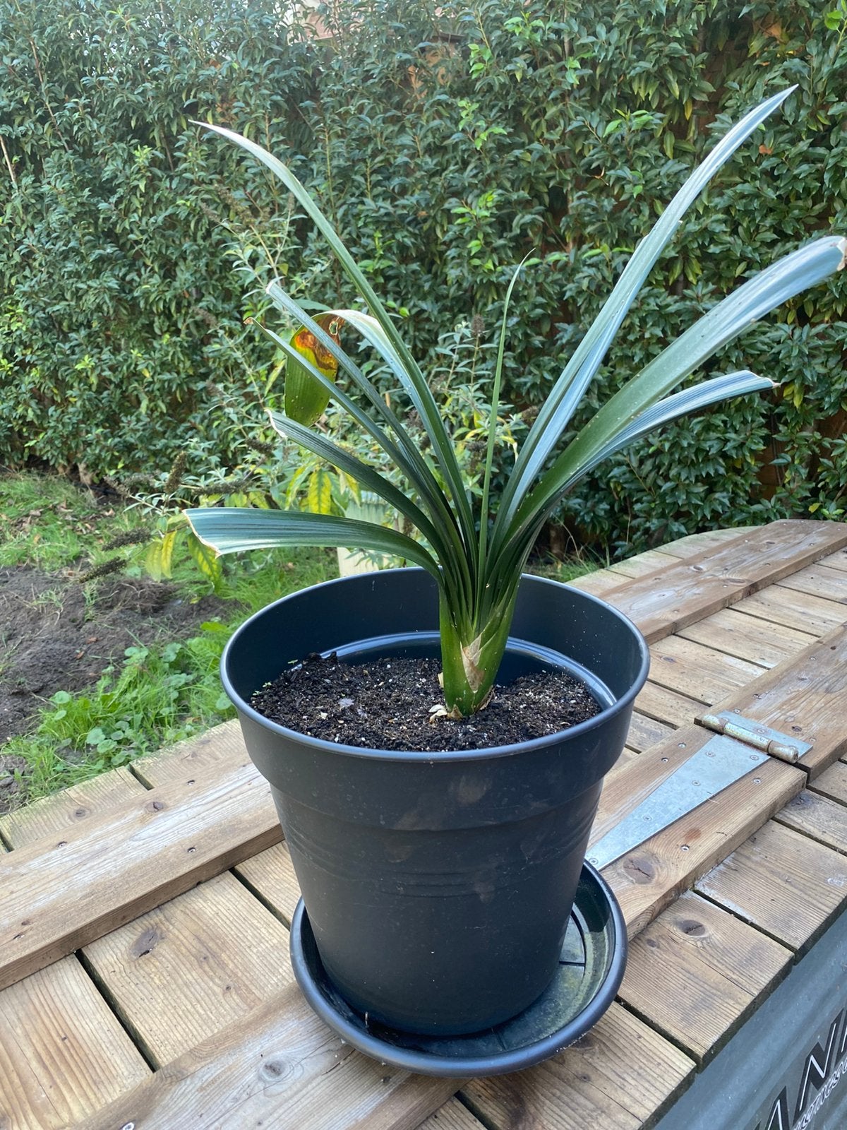 Clivia, Sint-Jozefsbloem, Kafferlelie, Vaste plant, Volledige schaduw, Lente, Ophalen