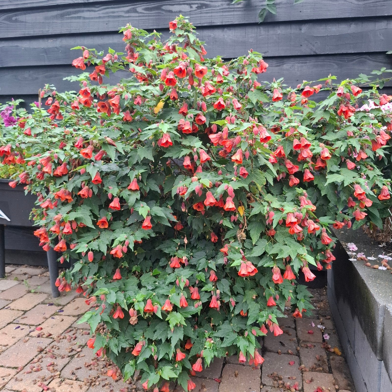 Abutilon (Chinese lantaarn) - Rode bloemen, Volle zon, Vaste plant, Zomer, Ophalen