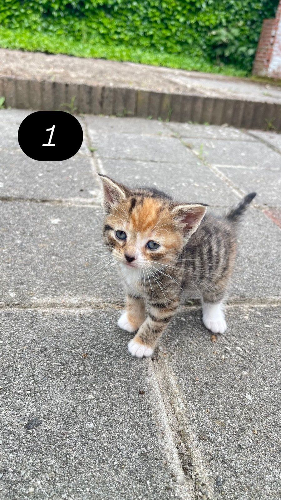4 schattige kittens klaar voor een nieuw thuis, Dieren en Toebehoren, Katten en Kittens | Overige Katten, Meerdere dieren