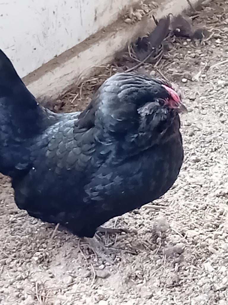 Trio antwerpse baardkrielen, Dieren en Toebehoren, Pluimvee, Meerdere dieren, Kip