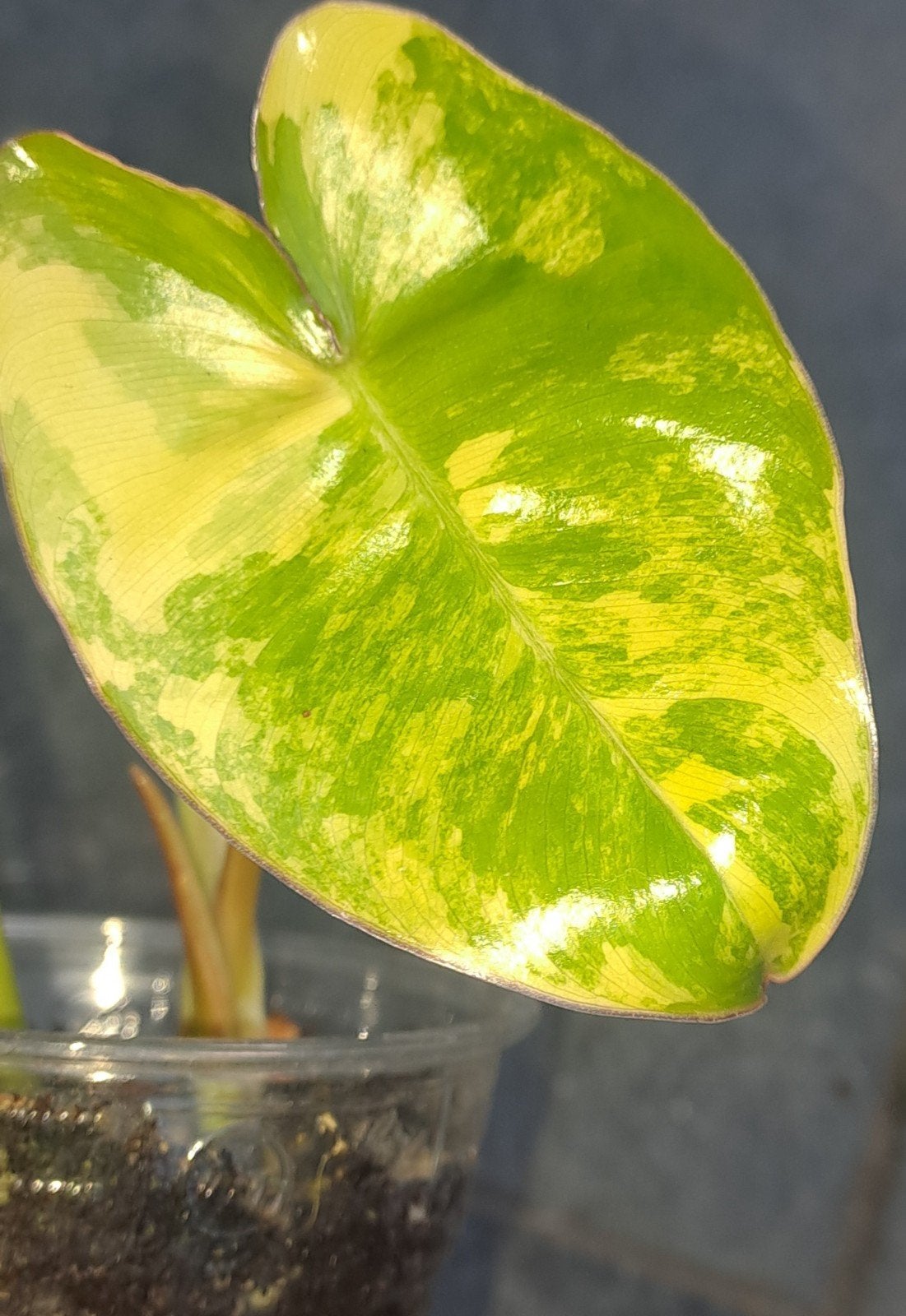 Philodendron Burle Marx Variegata, Ophalen of Verzenden, Halfschaduw, Minder dan 100 cm