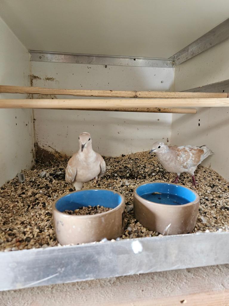 Tekoop span mooie bonte koorduiven, Dieren en Toebehoren, Vogels | Duiven, Mannelijk, Postduif