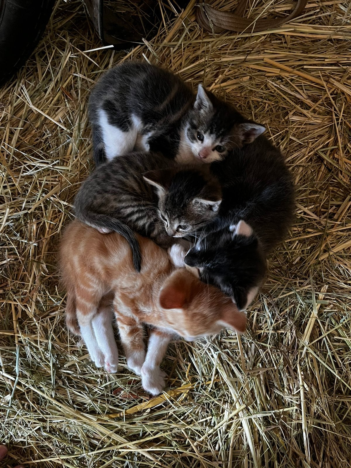 Kittens, Dieren en Toebehoren, Katten en Kittens | Overige Katten, Meerdere dieren