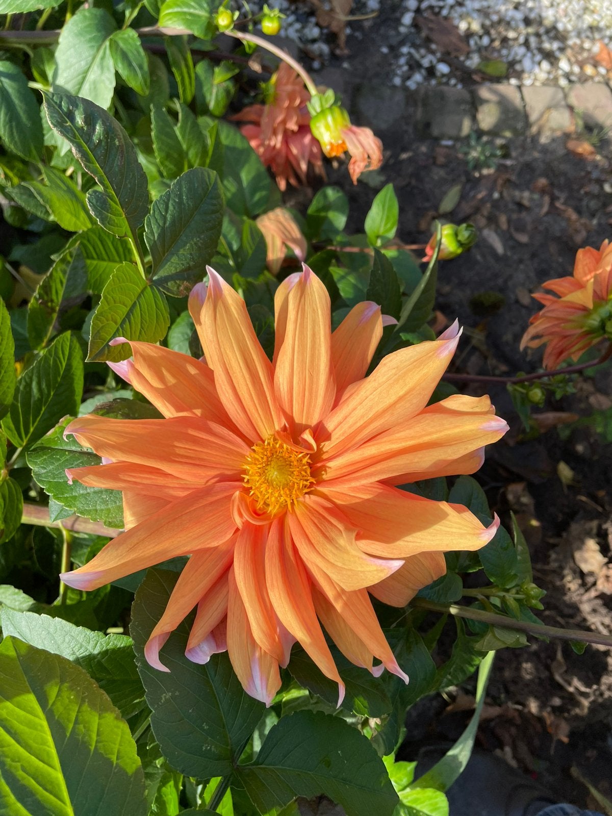 Dahlia Oranje groot Knollen, Ophalen, Volle zon, Knol