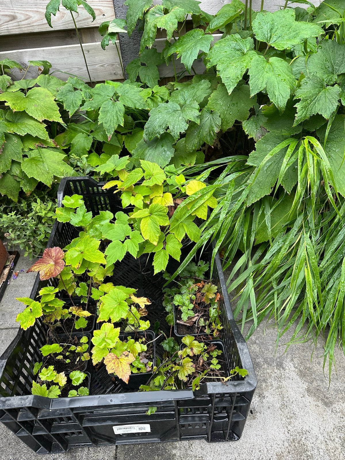 Anemone hybrida 'Honorine Jobert' (Herfstanemoon), Overige soorten, Vaste plant, Ophalen of Verzenden, Halfschaduw