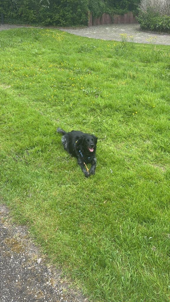 Gouden mand / 2e huis., Dieren en Toebehoren, Honden | Retrievers, Spaniëls en Waterhonden, 6 jaar of ouder, Overige rassen, Teef