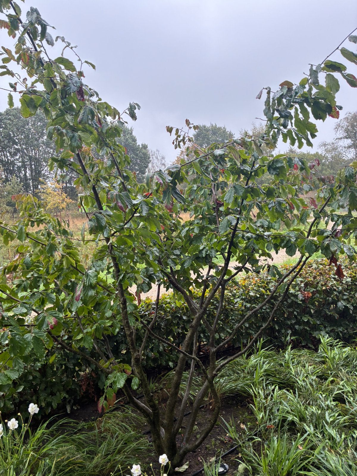 Meerstammige Parrotia persica 250 cm hoog, Tuin en Terras, Ophalen, Volle zon, Overige soorten