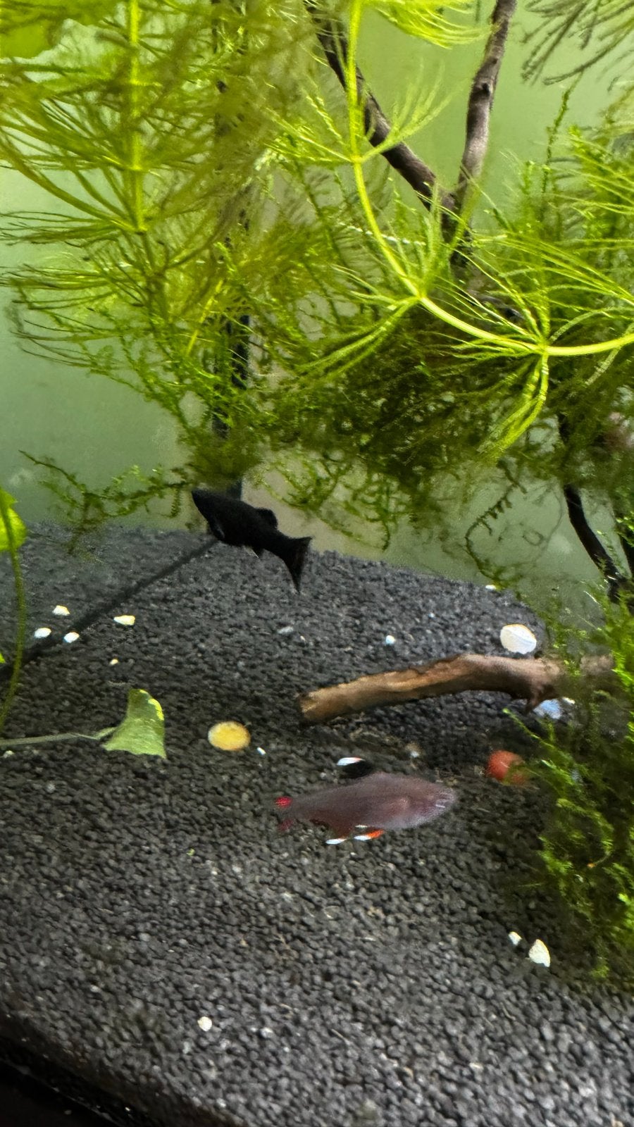 Group of 10-12 Small Black Mollies - Freshwater, Vis