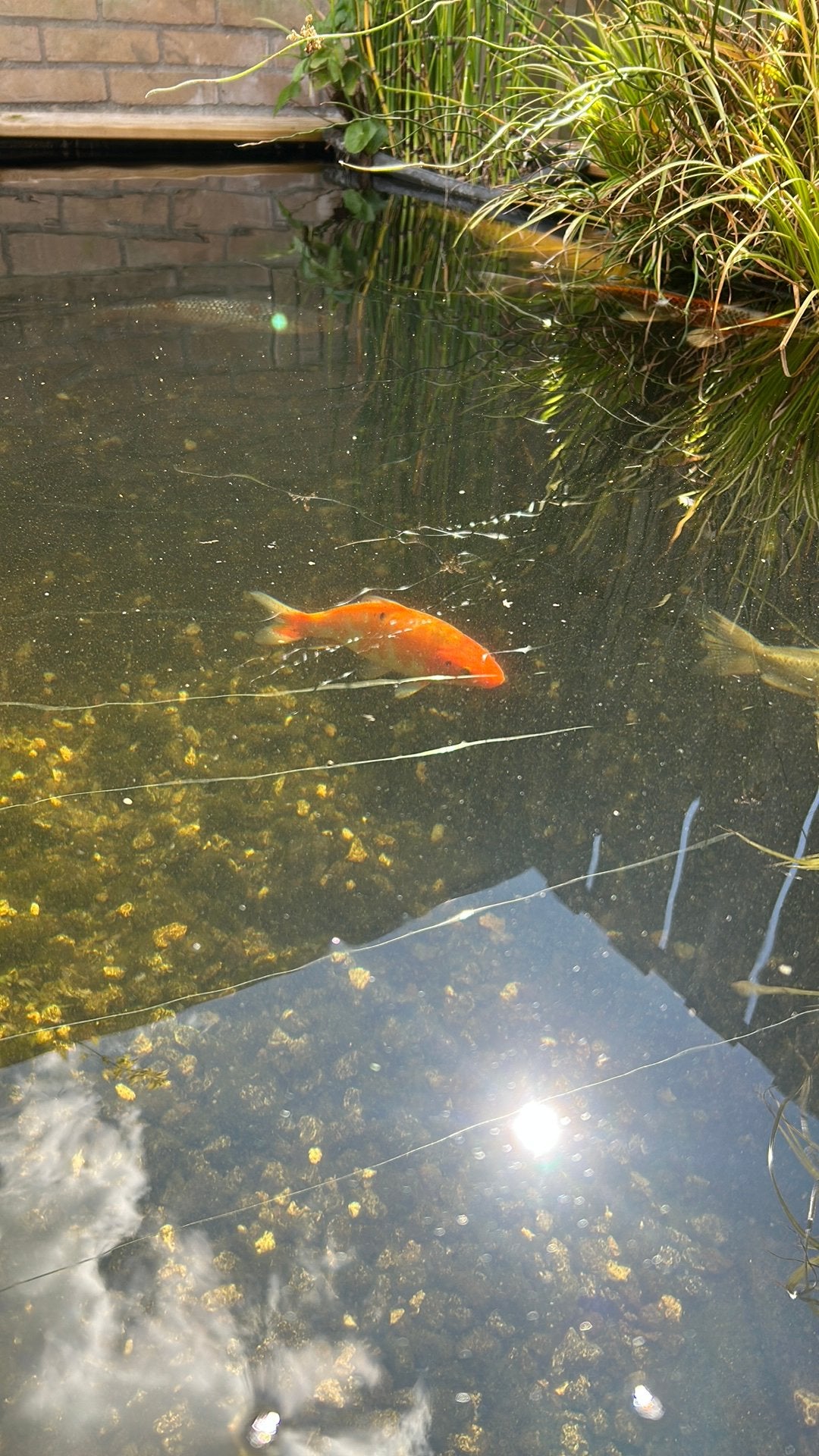 Koi 10+\- cm zie ook me andere advertentie, Dieren en Toebehoren, Vissen | Vijvervissen, Karper of Koi