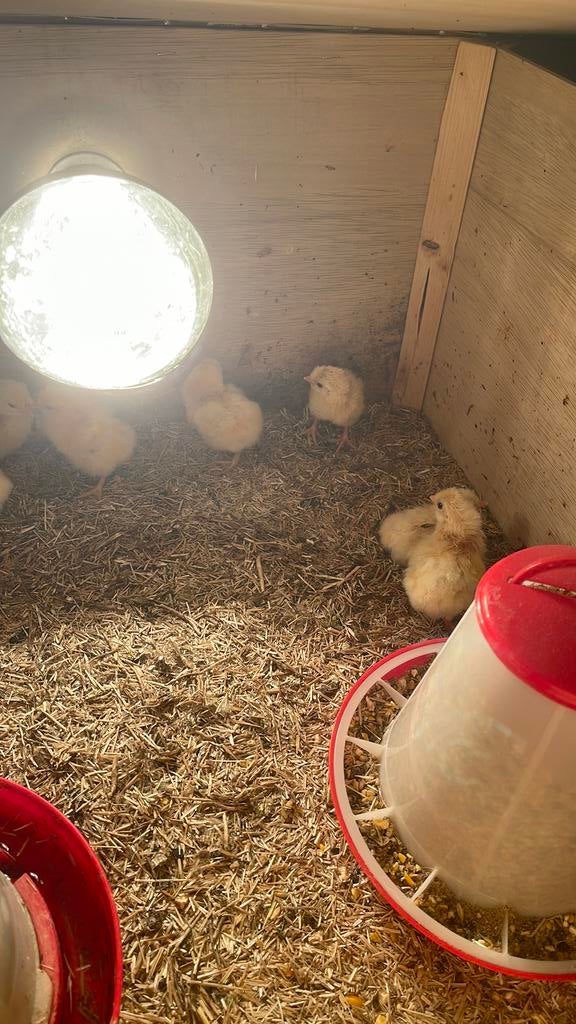 Sulmtaler kriel kuikens, Dieren en Toebehoren, Pluimvee, Meerdere dieren, Kip