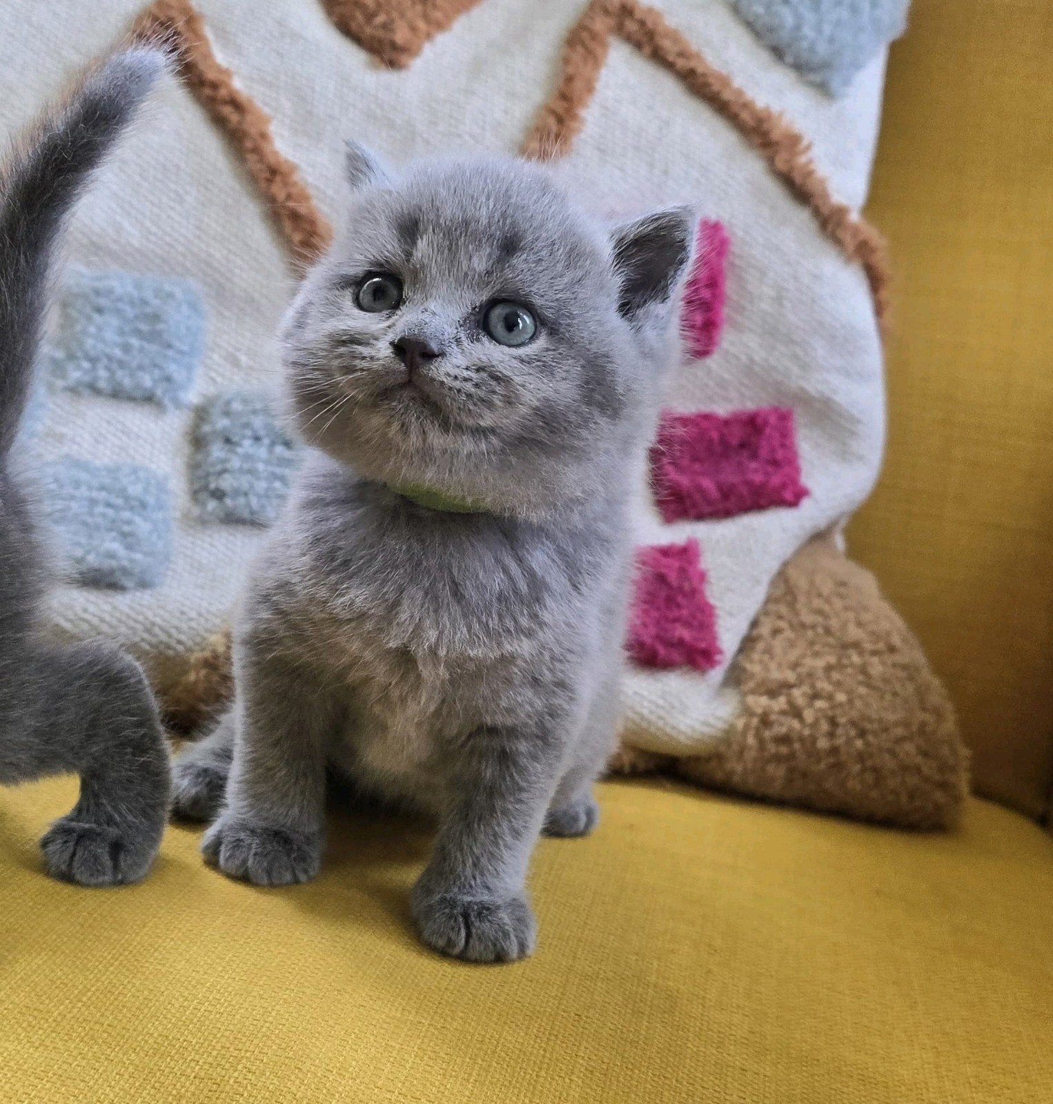 Britse korthaar kittens, Meerdere dieren, Ontwormd, 0 tot 2 jaar