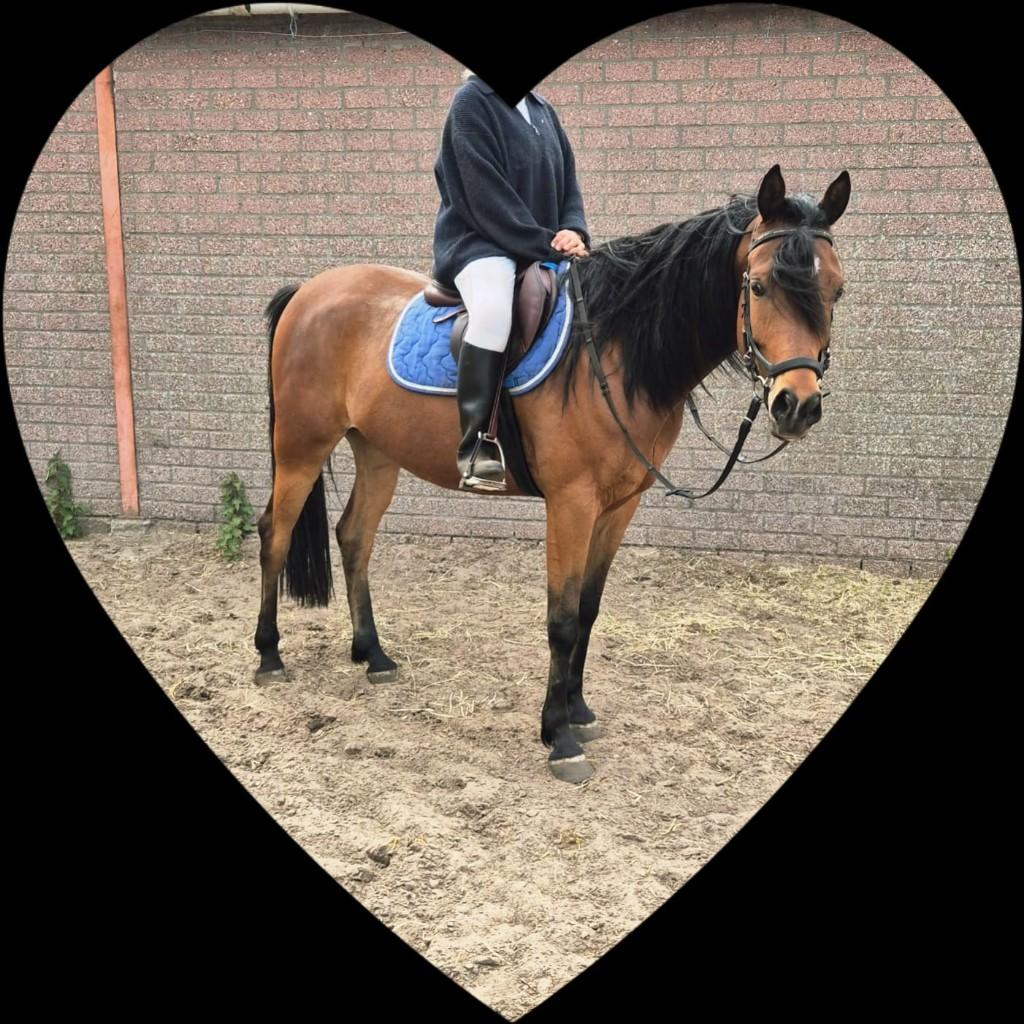 Arabische ruin 5 jaar, Dieren en Toebehoren, Minder dan 160 cm, Met stamboom, Ruin, Zadelmak