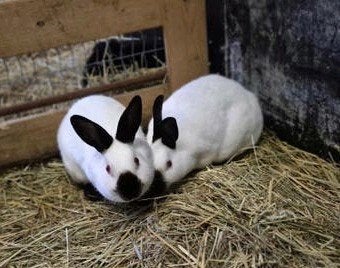 Konijn, Meerdere dieren, 0 tot 2 jaar