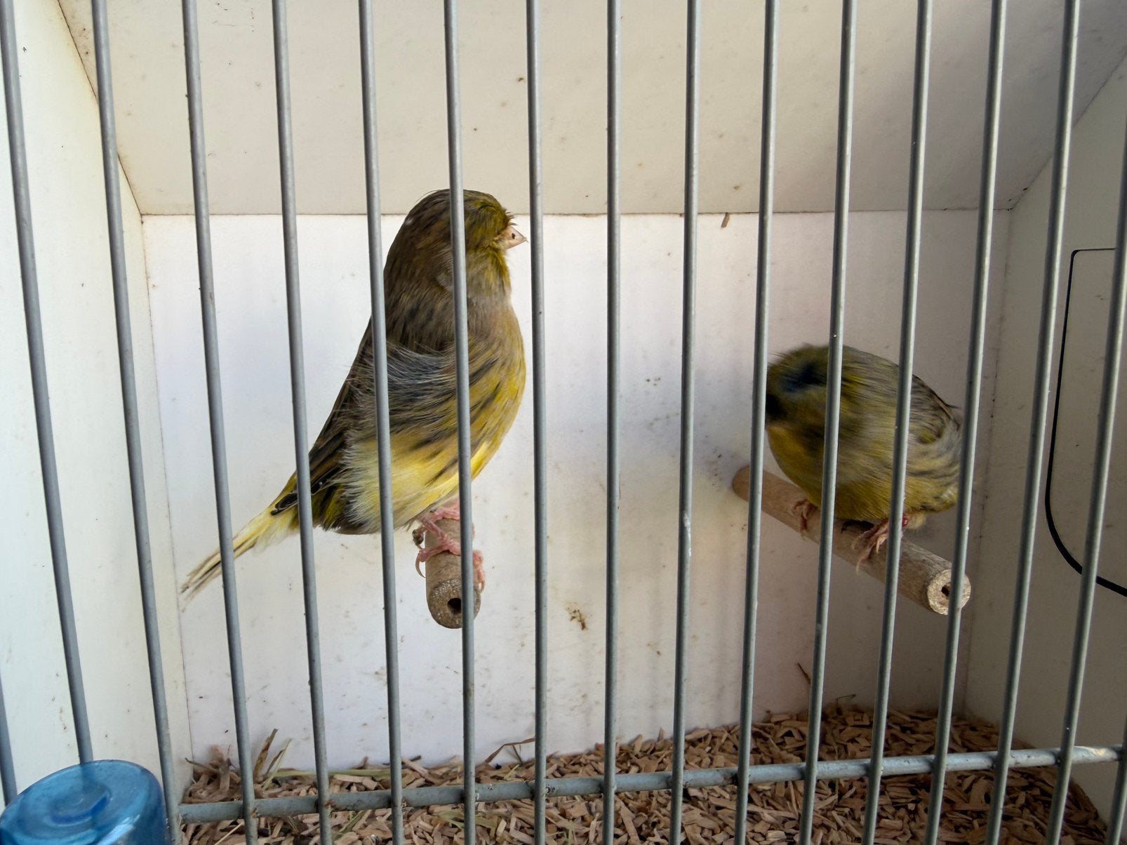 Koppel glosters, Dieren en Toebehoren, Meerdere dieren, Postuurkanarie
