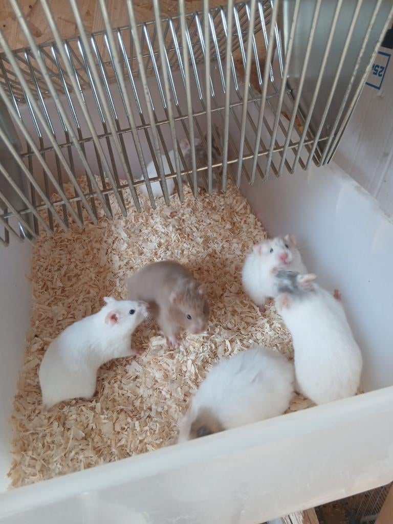 Goudhamsters vrouwen, April, Meerdere dieren, Overige typen