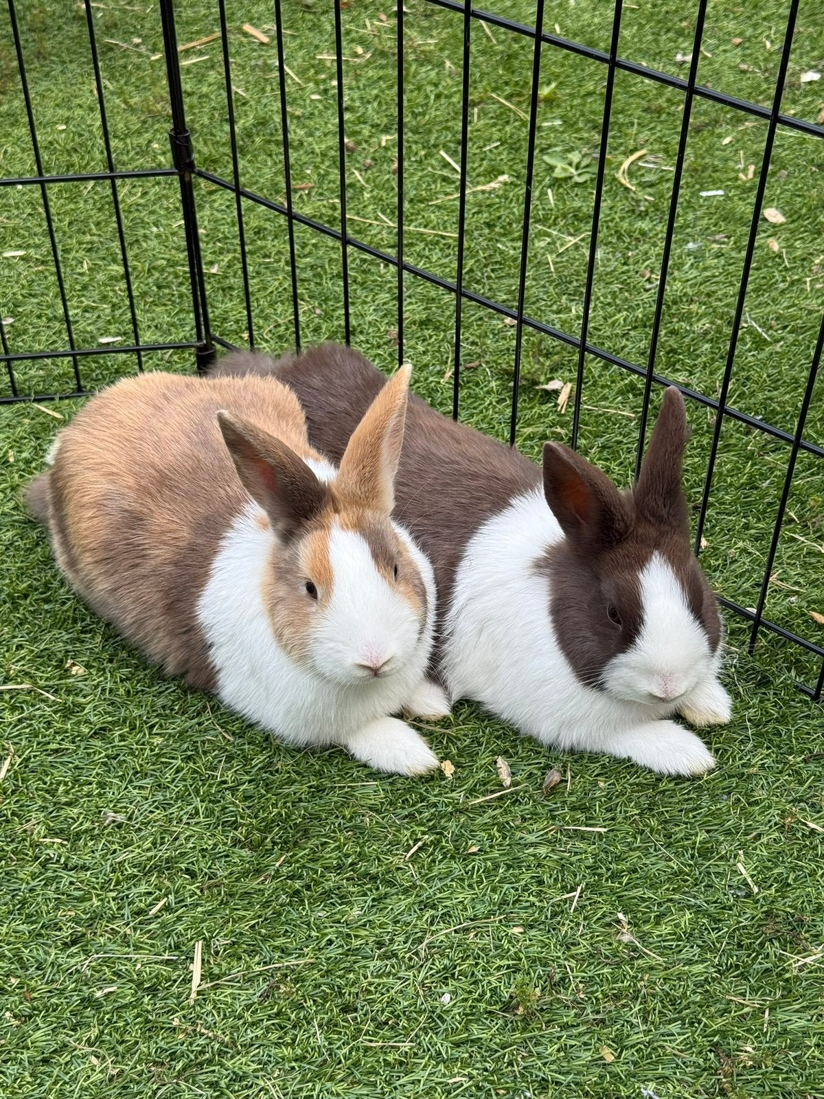 2 Konijntjes te koop + toebehoren, Dieren en Toebehoren, Konijnen, Vrouwelijk