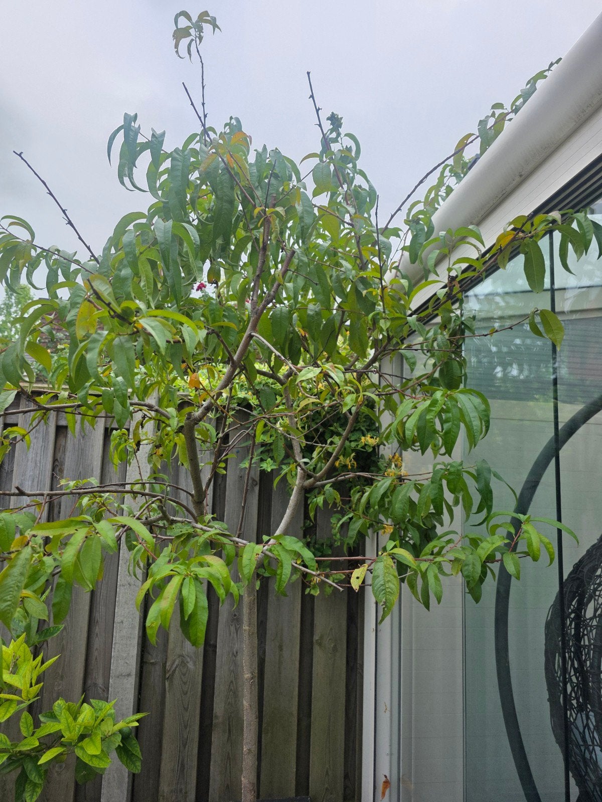 te koop perzik boom 5 jaar oud met chique pot, Overige soorten, 100 tot 250 cm, Zomer, Ophalen