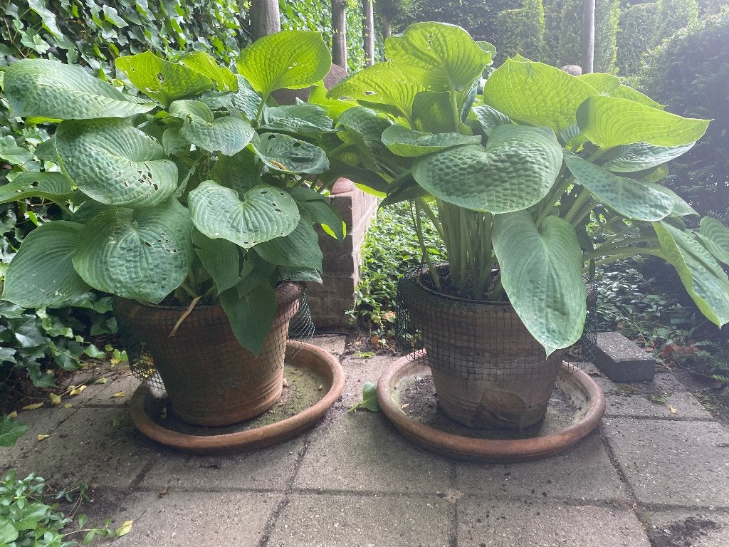 hosta's in pot, Vaste plant, Halfschaduw, Zomer, Ophalen