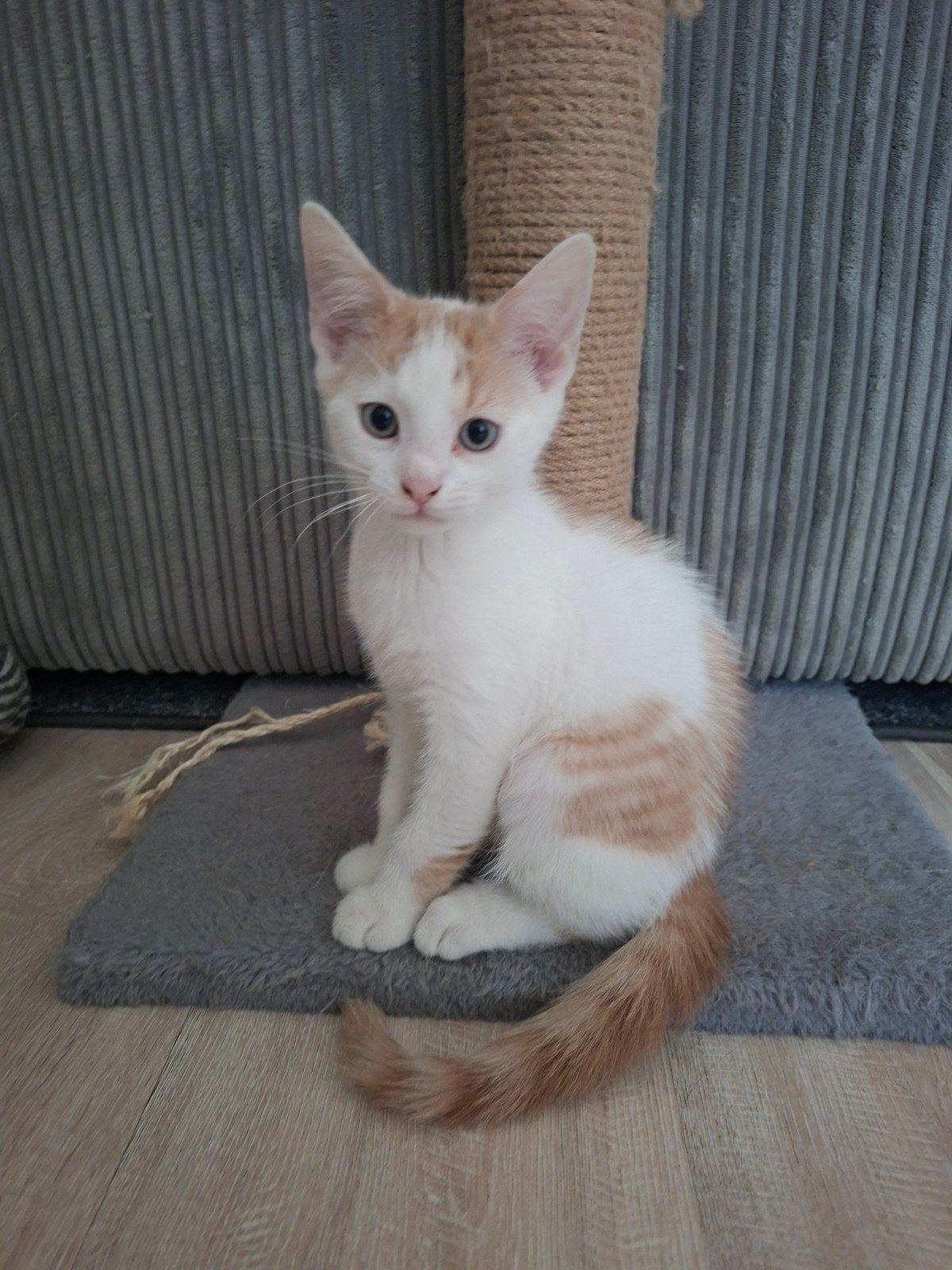 3 lieve kittens zoeken nieuw personeel, Meerdere dieren, Kortharig, 0 tot 2 jaar
