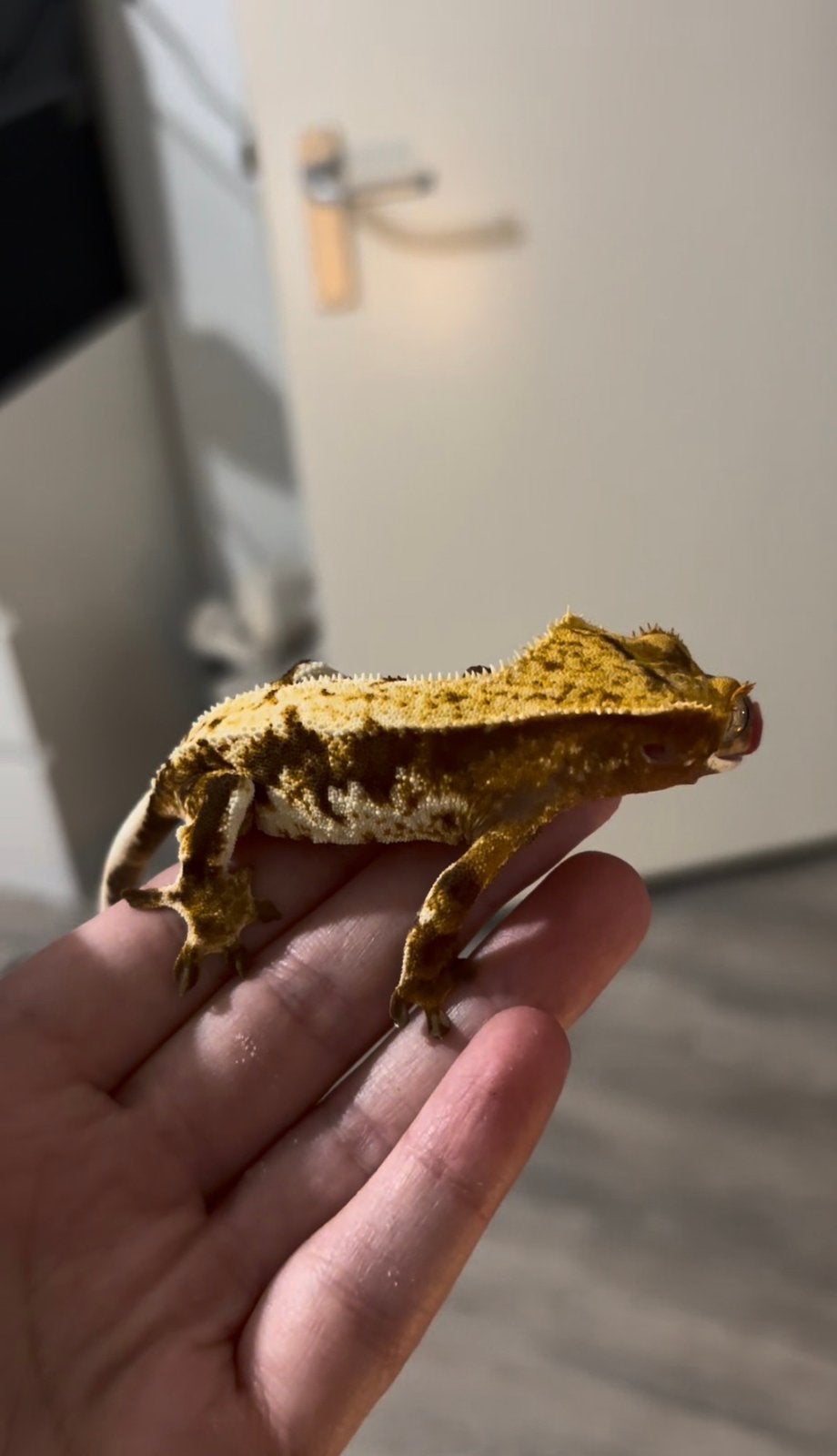 Friendly Crested Gecko Crested Gecko photo 2