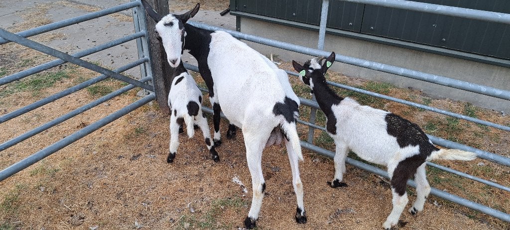 1 jarige bonte geit te koop met lam CAE en CL vrij, Vrouwelijk, Geit, 0 tot 2 jaar
