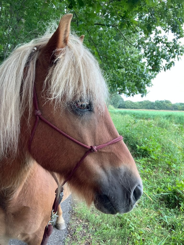 Bijrijder IJslander gezocht, Met stamboom, Ruin, Niet van toepassing, 11 jaar of ouder