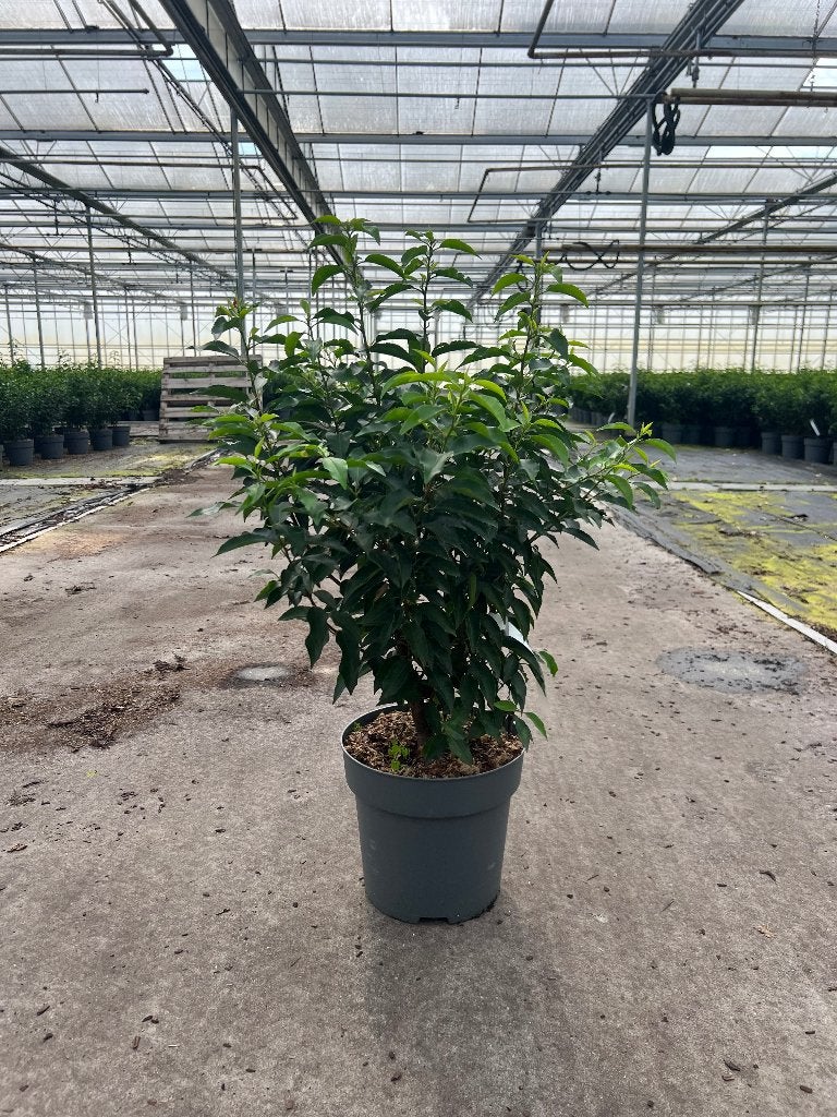 Portugese laurier (Prunus Lucitanica) 80-100cm in pot, Tuin en Terras, Ophalen, Laurier, Haag, Minder dan 100 cm