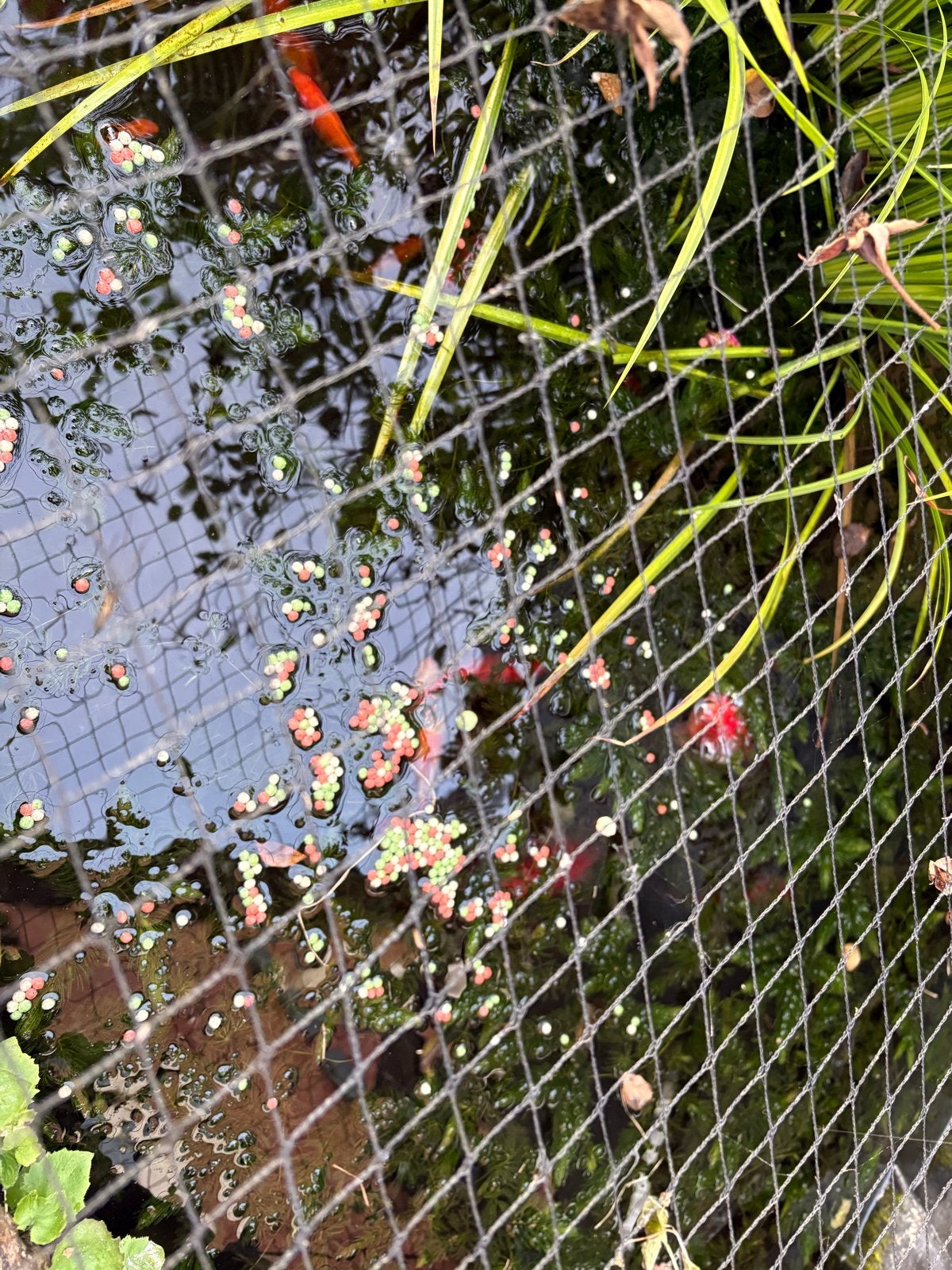 Vis, Dieren en Toebehoren, Vissen | Vijvervissen, Karper of Koi