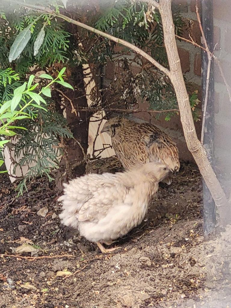 1 koppel kwartels, Meerdere dieren, Overige soorten
