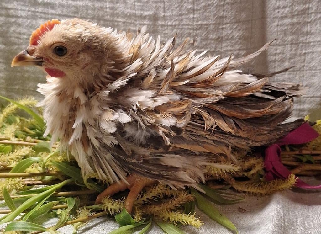 Ayam Serama kuikens, alleen nog haantjes beschikbaar., Dieren en Toebehoren, Pluimvee, Meerdere dieren, Kip