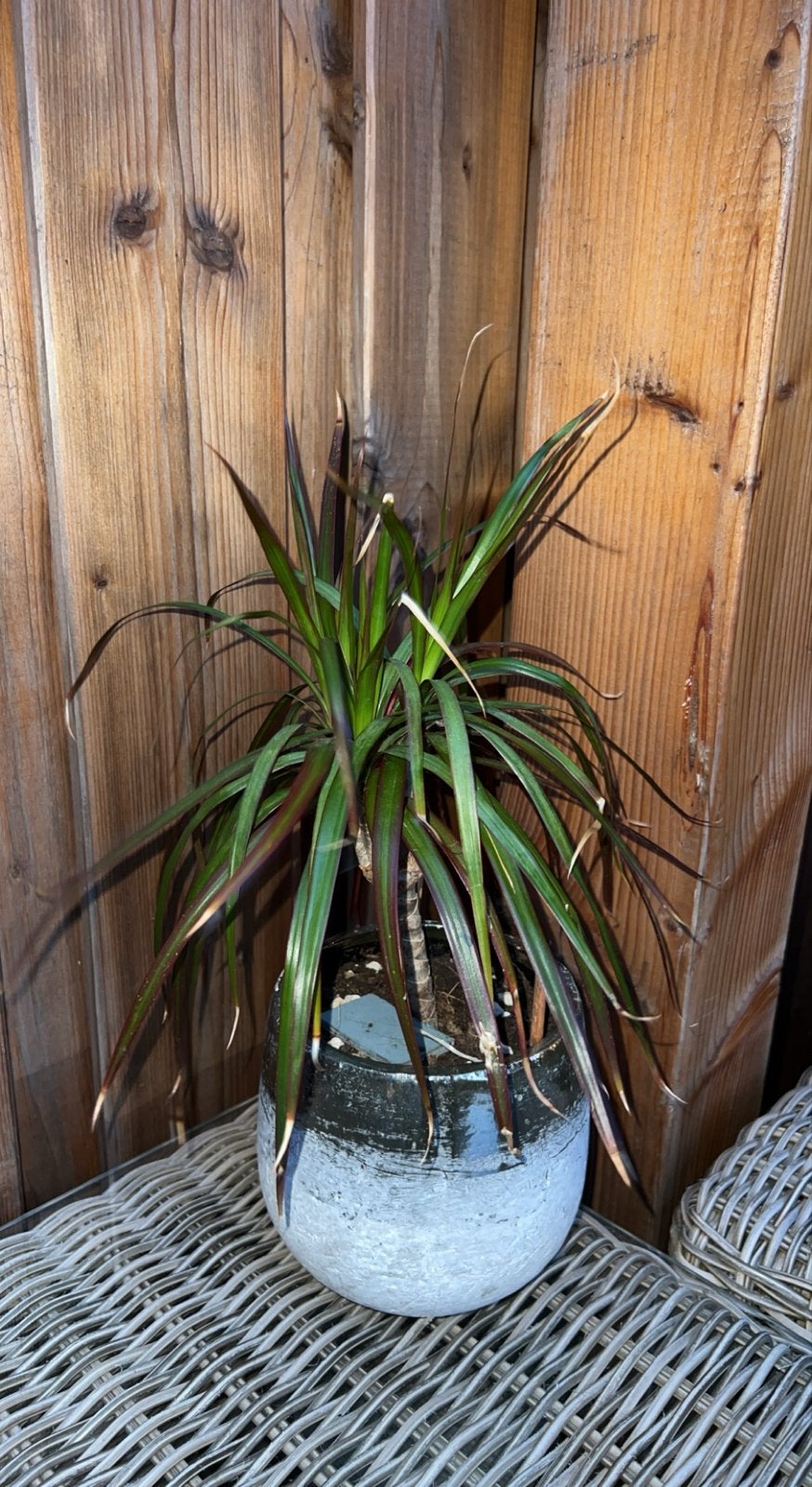 Dracaena marginata plant in pot, Ophalen, Overige soorten, Halfschaduw, In pot