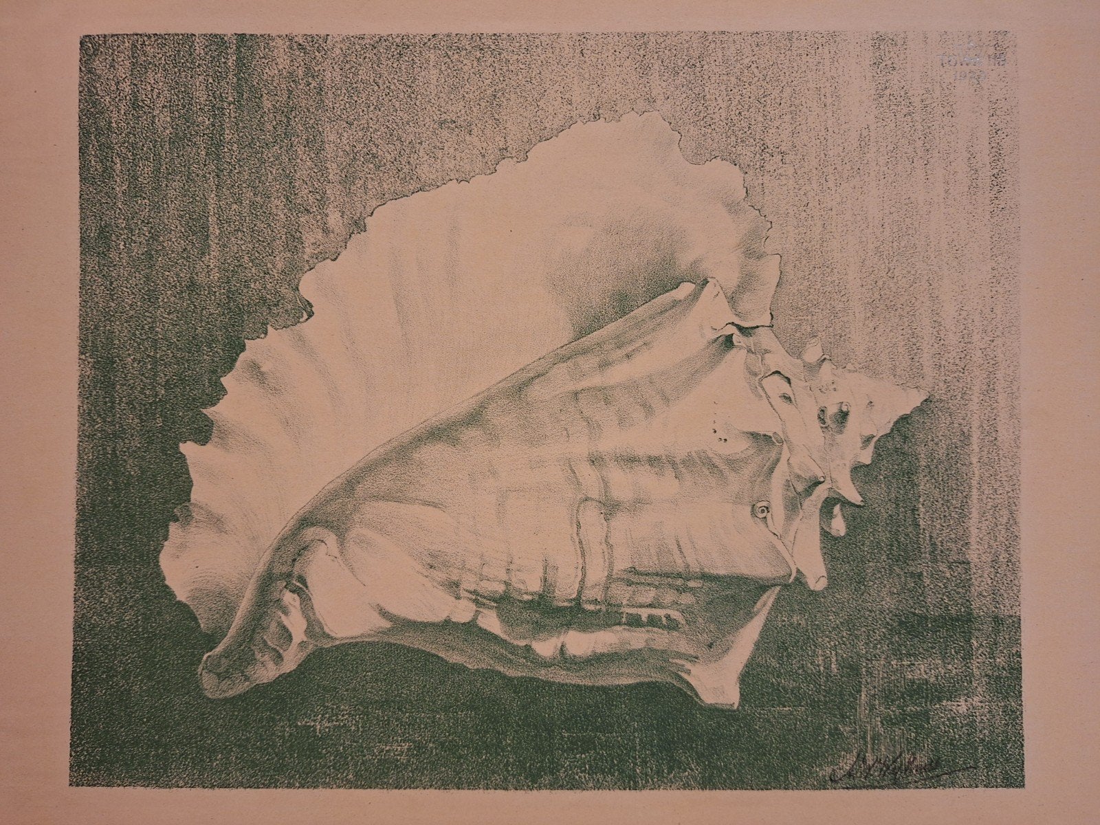 Lithografie van schelp, gesigneerd 'Towns 1923', Antiek en Kunst, Kunst | Litho's en Zeefdrukken, Gesigneerd, Ophalen of Verzenden