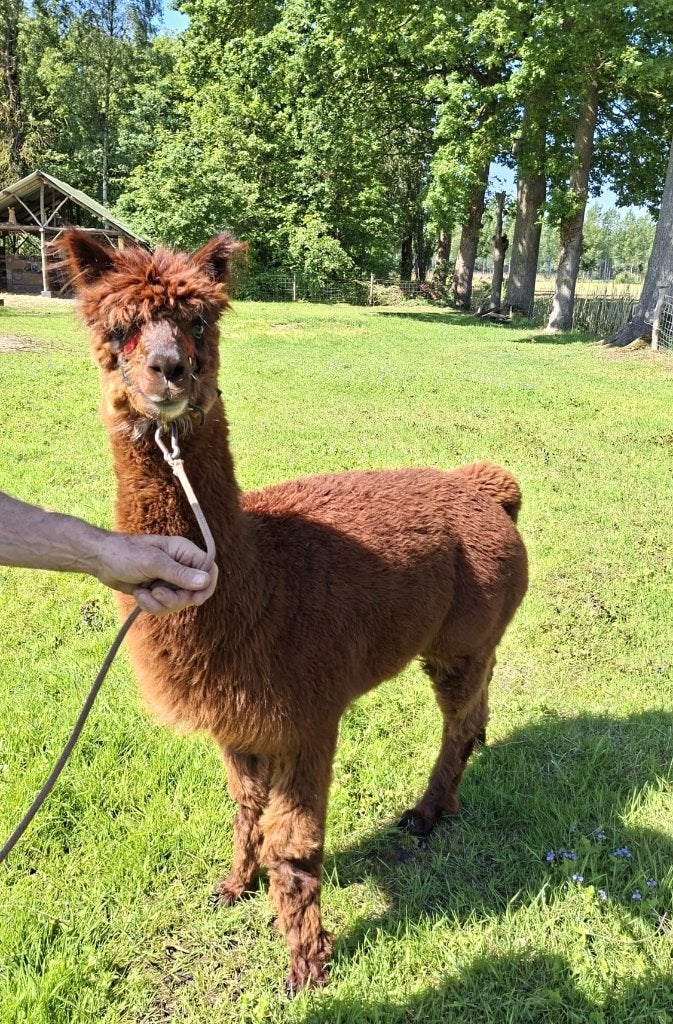 Alpaca's te koop, Dieren en Toebehoren, Overige Dieren, Meerdere dieren, Juni