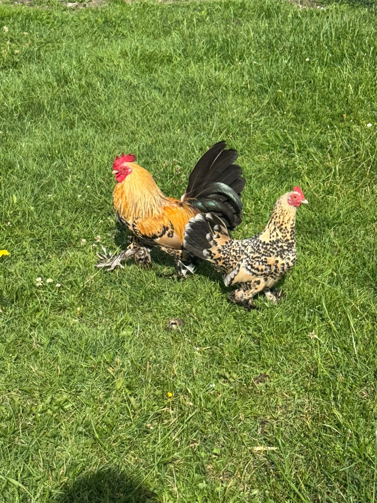 Nederlandse Sabelpootkrielen te koop, Dieren en Toebehoren, Pluimvee, Meerdere dieren, Kip