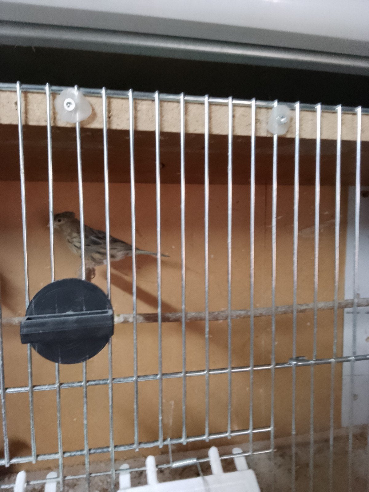 jonge kanaries, Dieren en Toebehoren, Vogels | Kanaries, Meerdere dieren, Kleurkanarie