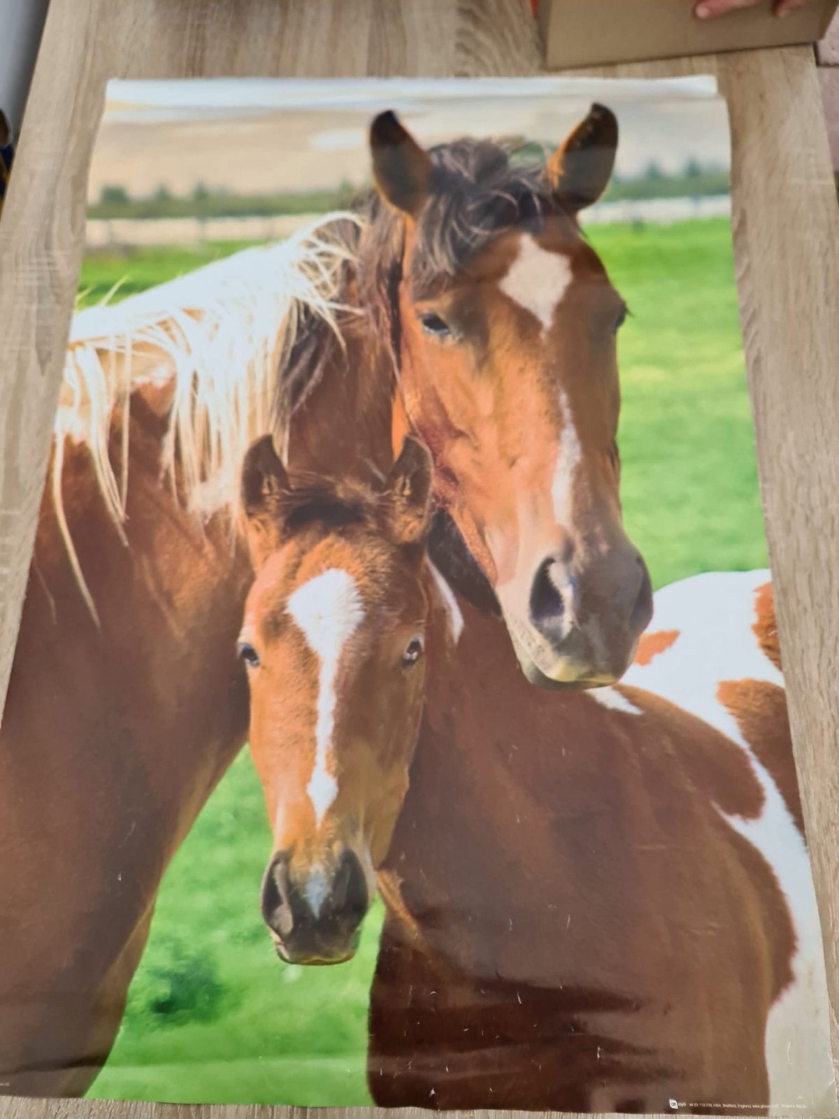 Grote poster van paarden - Moeder en veulen, Deurposter of groter, Ophalen of Verzenden, Dier of Natuur, Rechthoekig Staand