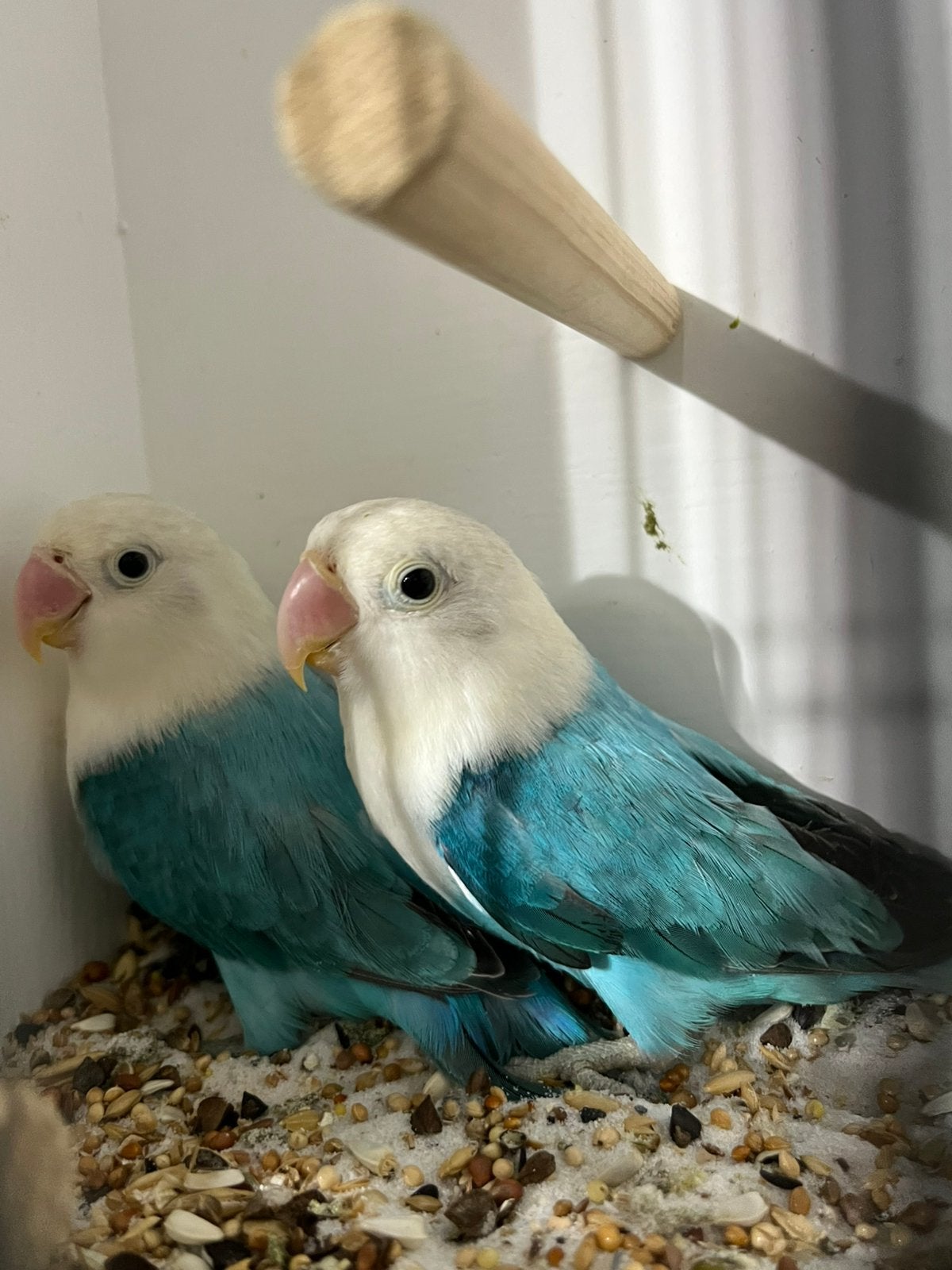 Koppel Agapornis Fischeri Geringd 2026, Meerdere dieren, Dwergpapegaai of Agapornis, Geringd