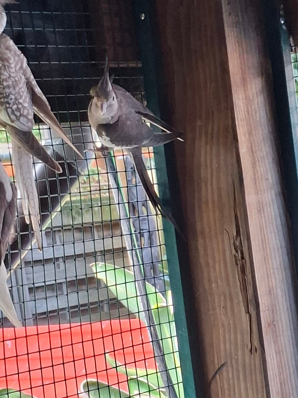 jonge valkparkieten div kleuren, Meerdere dieren, Parkiet