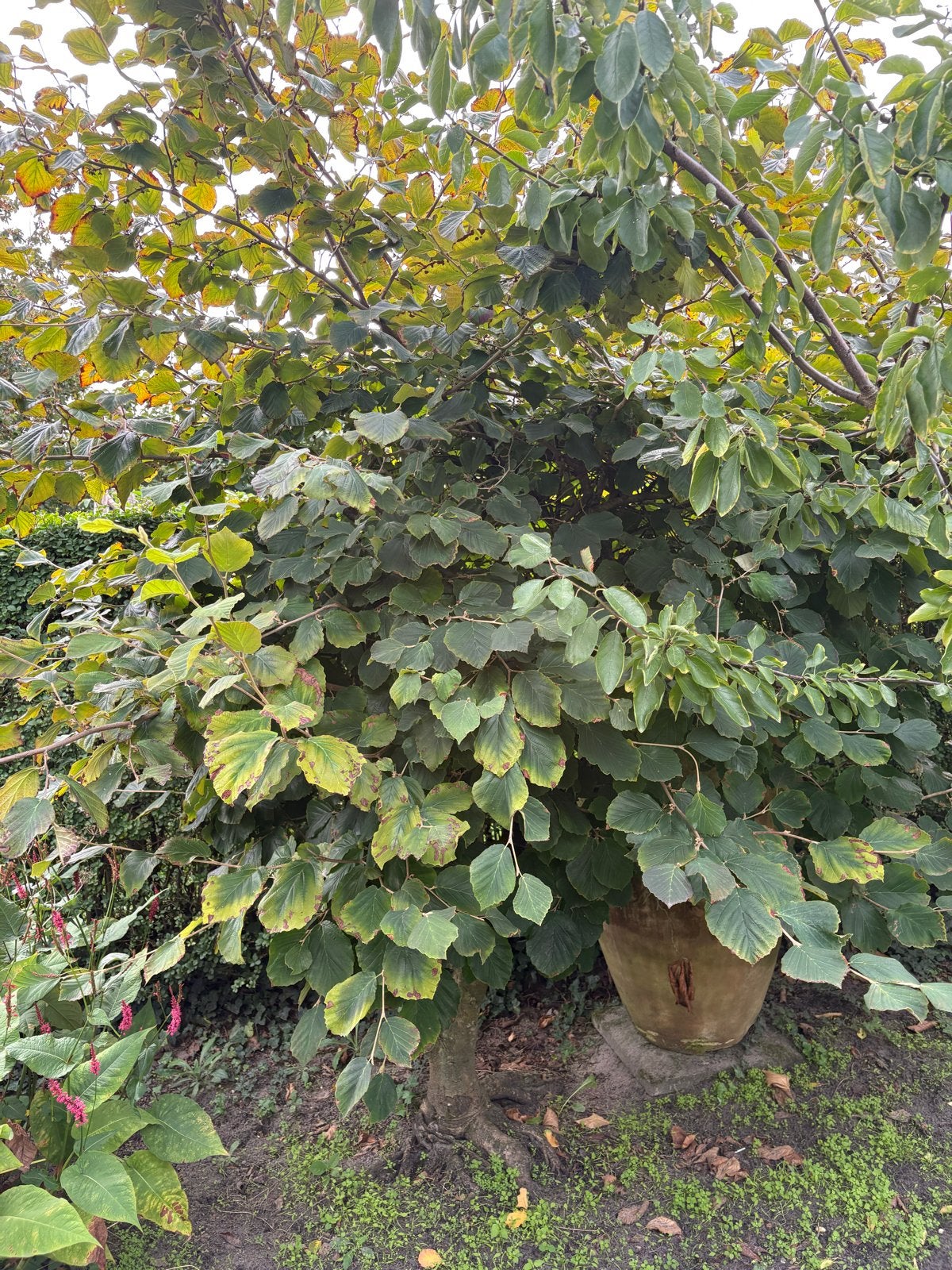 Hazelaar (Corylus avellana) - Grote struik/kleine boom, Vaste plant, Halfschaduw, Lente, Ophalen